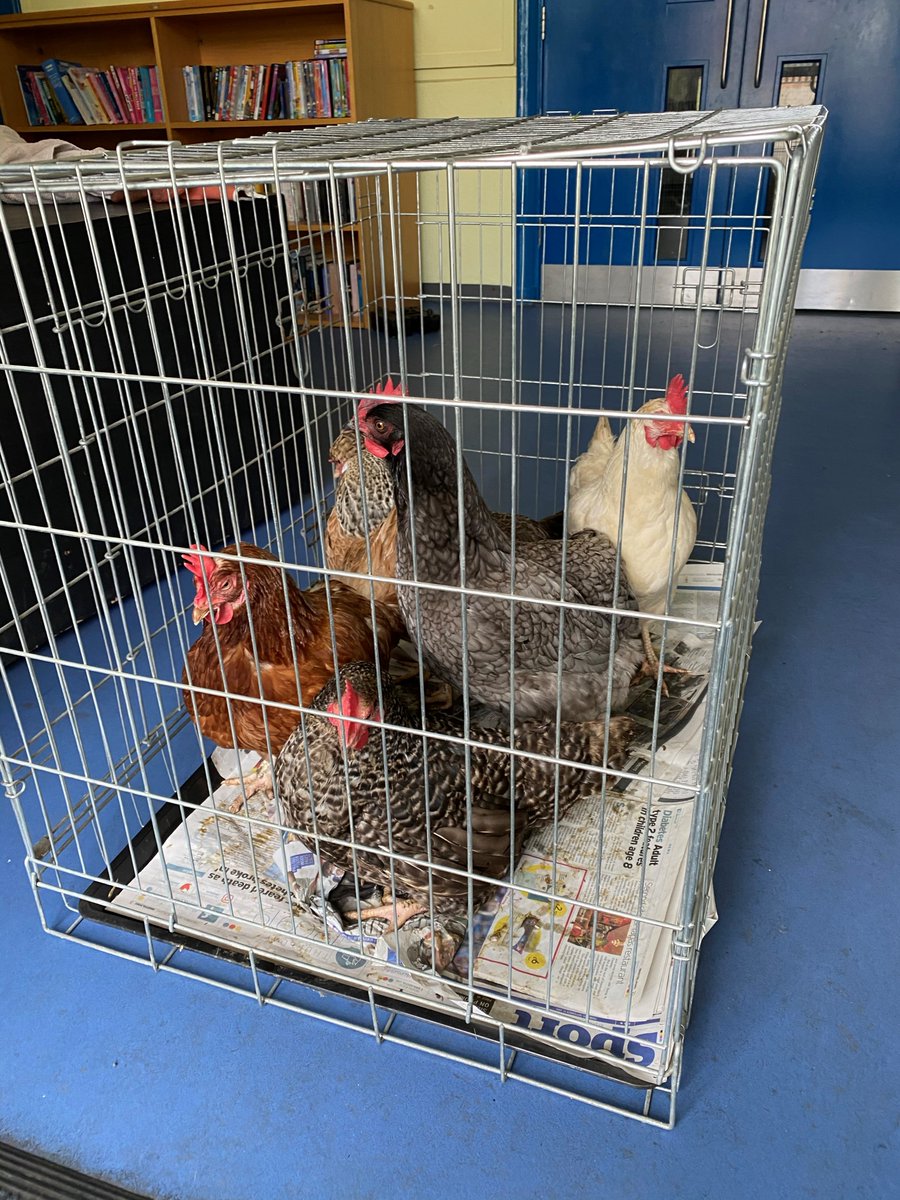 Hi children! You will be pleased to know that our chickens have found a luxurious home for a few weeks! On Friday, they set off on a journey to go and stay with the school's reading dog, Toby. As you can see, they have settled in wonderfully and are enjoying their holiday home 😊