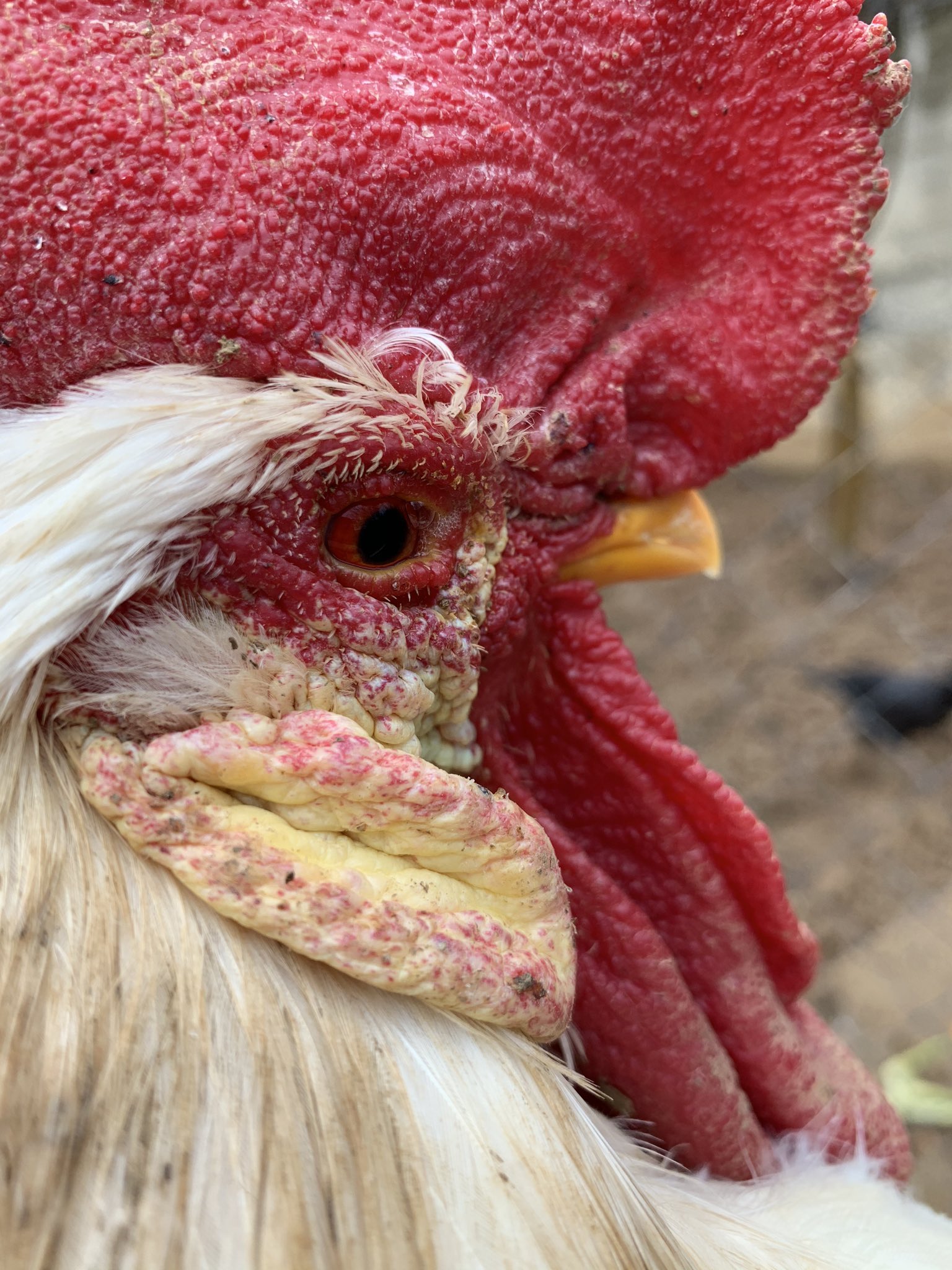 Akif Kuzeytemiz On Twitter Oozn Hipradoxi S De Iyi Gelebilir Biraz Coryza Arastirirsan Uygun Bir Antibakteriyel Satin Alabilirsin Tedavi Bittikten Sonra Asi Ile Bundan Sonraki Surecte Hayvani Korumaya Alabilirsin Twitter