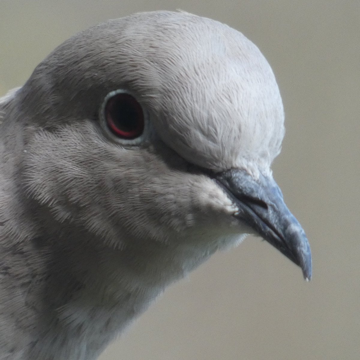 Collared Dove #collaredDove #naturephotography #birdphotography #ukbirds #wildlifephotography #naturesvoice #panasonic #lumix #westmidlands #walsall @Natures_Voice