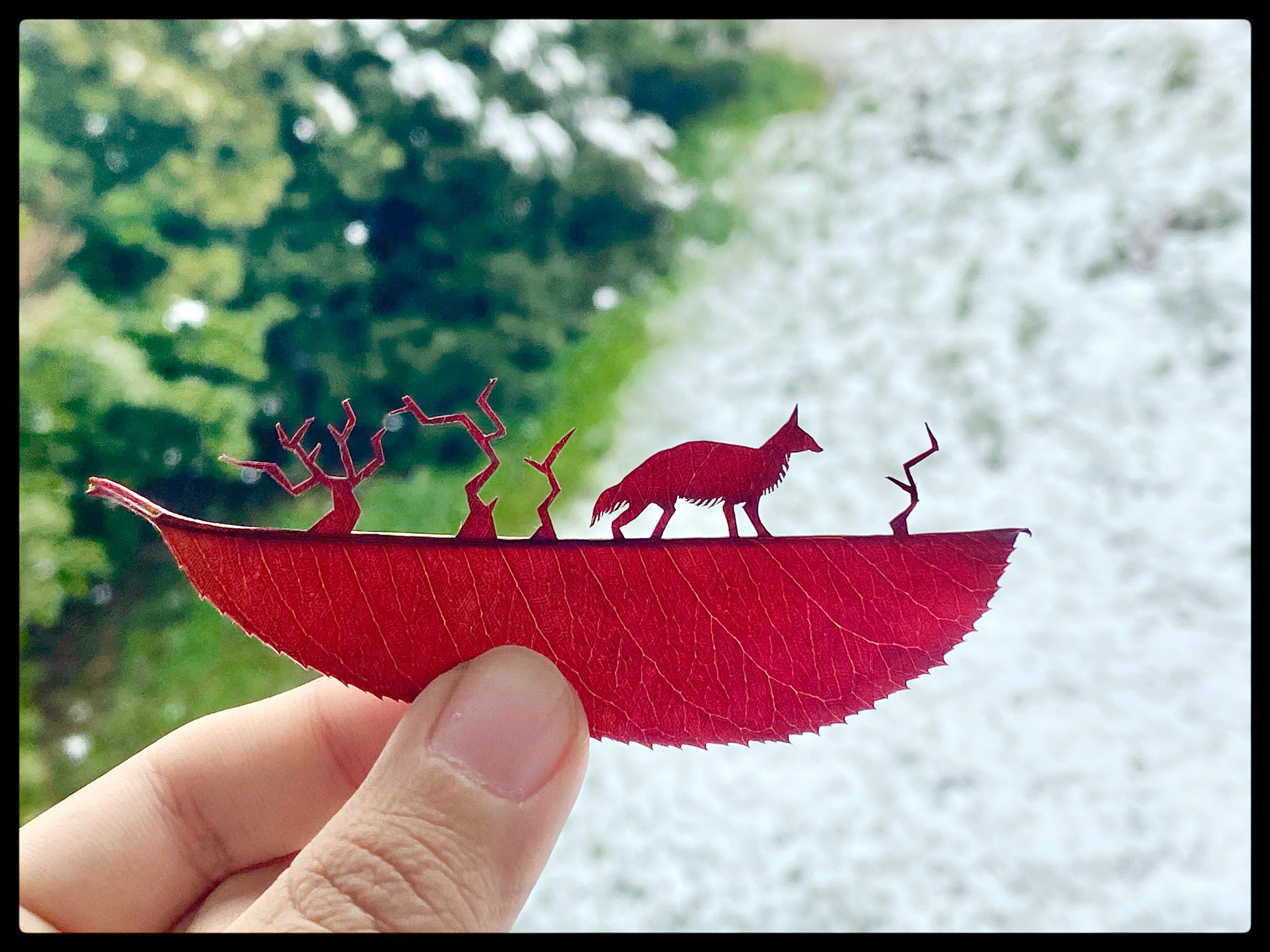 Twitter 上的 リト 葉っぱ切り絵 雪の日のキタキツネ 降り積もった雪に合いそうな作品を 今回はいつもと種類の違う葉っぱにもチャレンジしてみました 葉がペラペラで切りづらかったけど 美しい紅色が雪の白に合いますね 切り絵 T Co Wcmfwh7rci