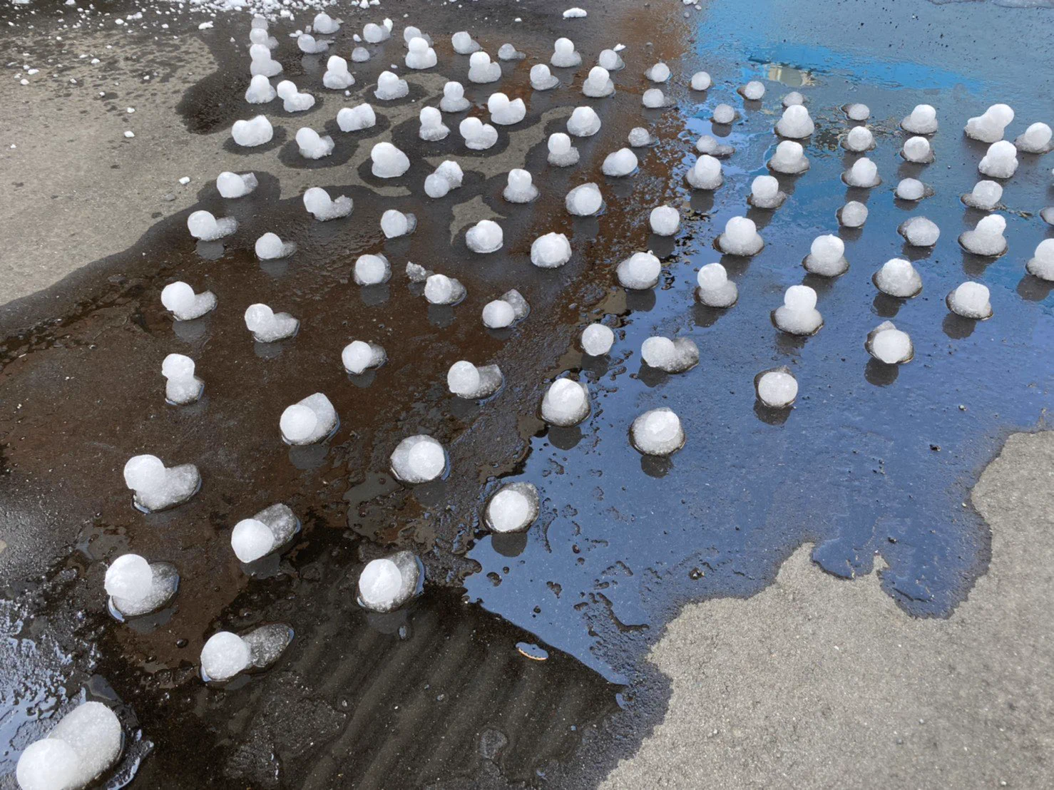雪だるまならぬ雪あひる！大量に君臨！