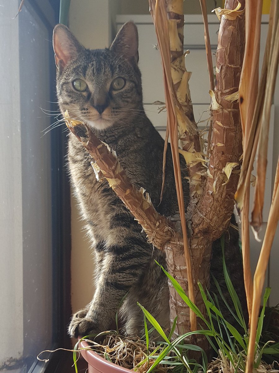 5fluffballs's tweet photo. And I was wondering who broke off a twig, now I know 😹
#CatsOfTwitter #CatsOfTheQuarantine #cats #RescuedCat #play https://t.co/qzsDGQF6Bg