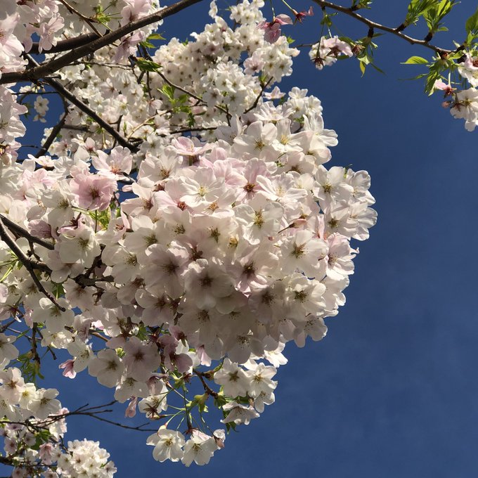 ファイティングポーズのtwitterイラスト検索結果