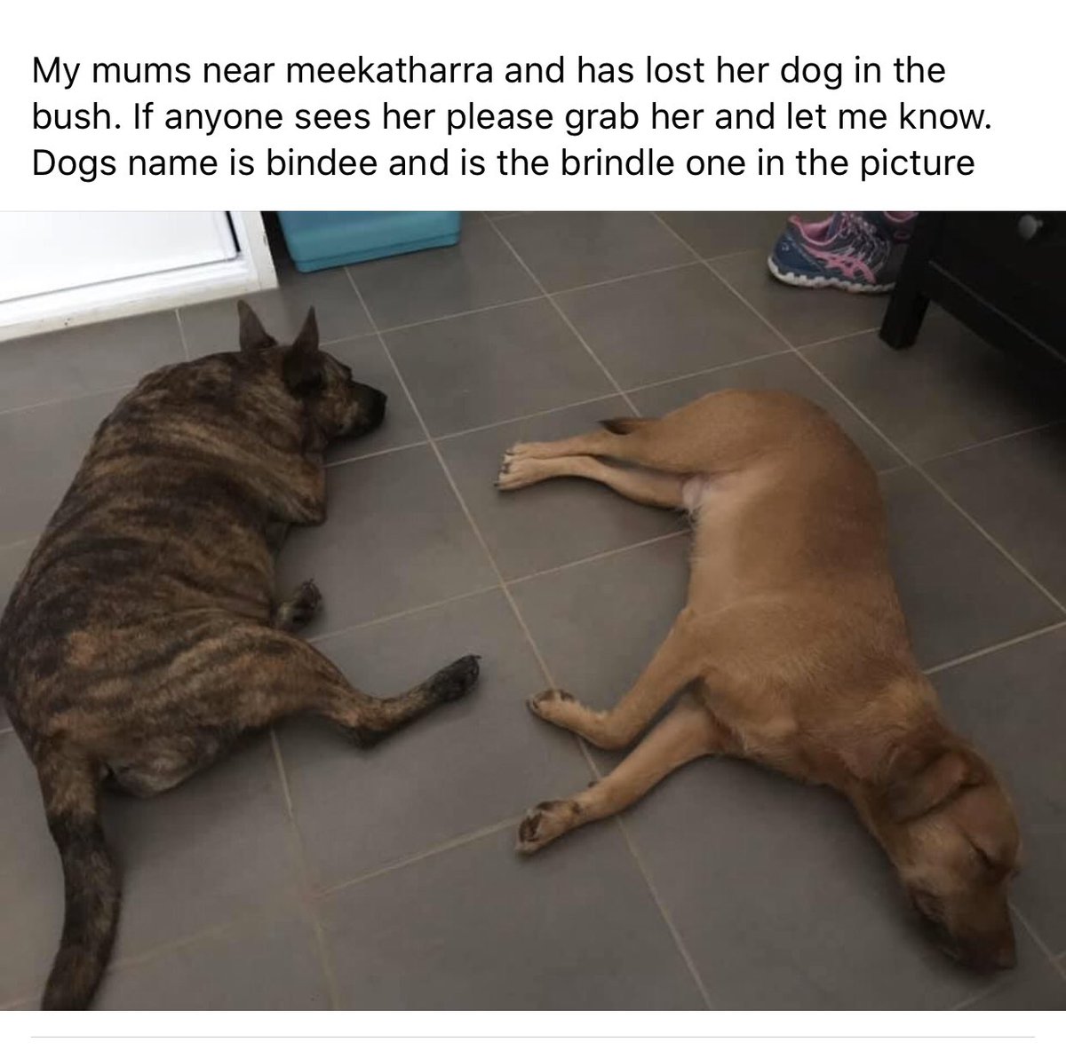 PilbaraColours's tweet photo. L O S T If you are in #meekatharra or passing thru please keep an eye out for dog on left of photo 🤞 Went missing this morning  in Meeka. Please let anyone who you know who is in the area to keep an eye out 🙏 #pilbara #newman #karratha #hedland #tomprice #cue #westernaustralia https://t.co/j9VWJaKb6a