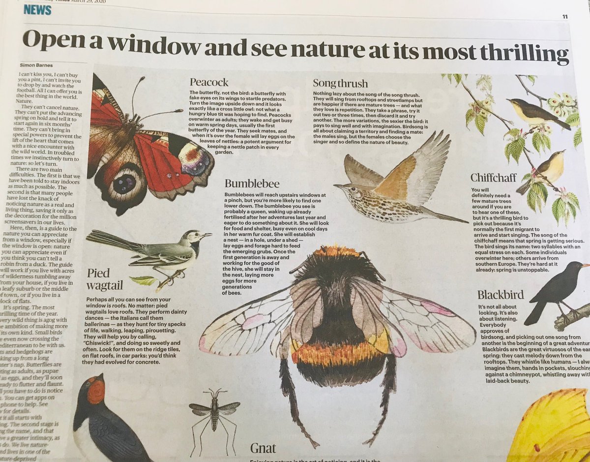 Good to see the Sunday Times encouraging people to enjoy nature in their gardens & out their windows during lockdown. #BringNatureBack #NaturalHealthService
