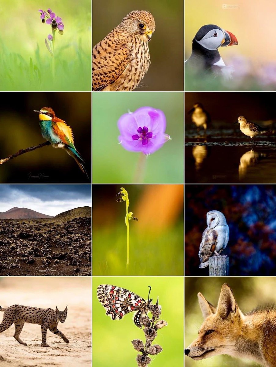 Francisco Romero I WildLife Photographer tweet media