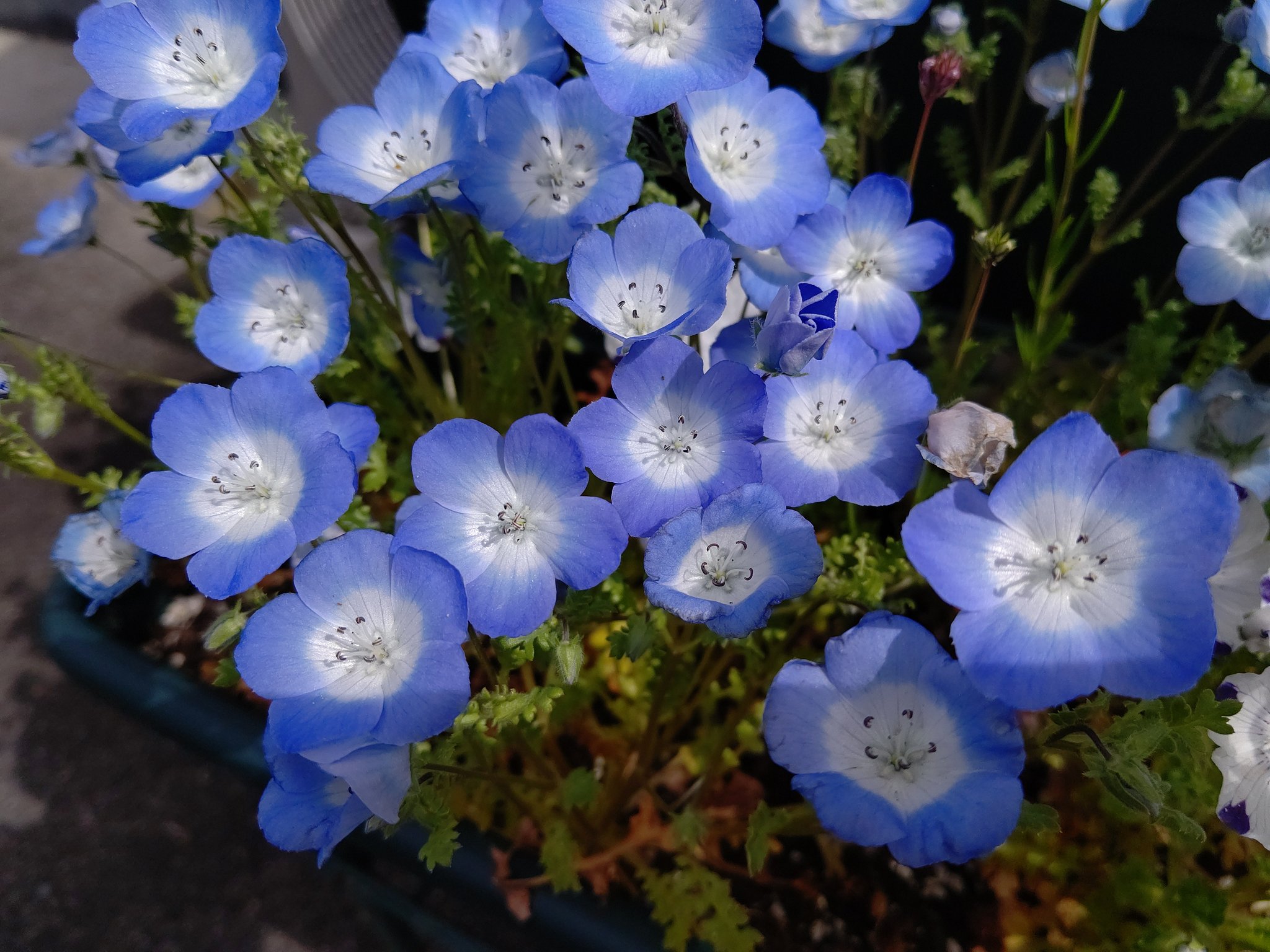 くーちゃん A Twitteren ネモフィラ Nemophila ルリカラクサ 瑠璃唐草 Nemophila Menziesii 買い物途中に見掛けたネモフィラの花 写真は 深い空色のネモフィラ メンジェンシー 品種名インシグニスブルー 白地に紫の斑文が入るのは別種のネモフィラ