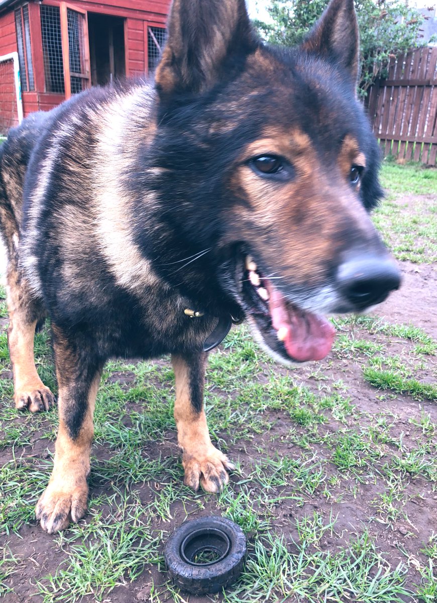 RPD Axel tweet media