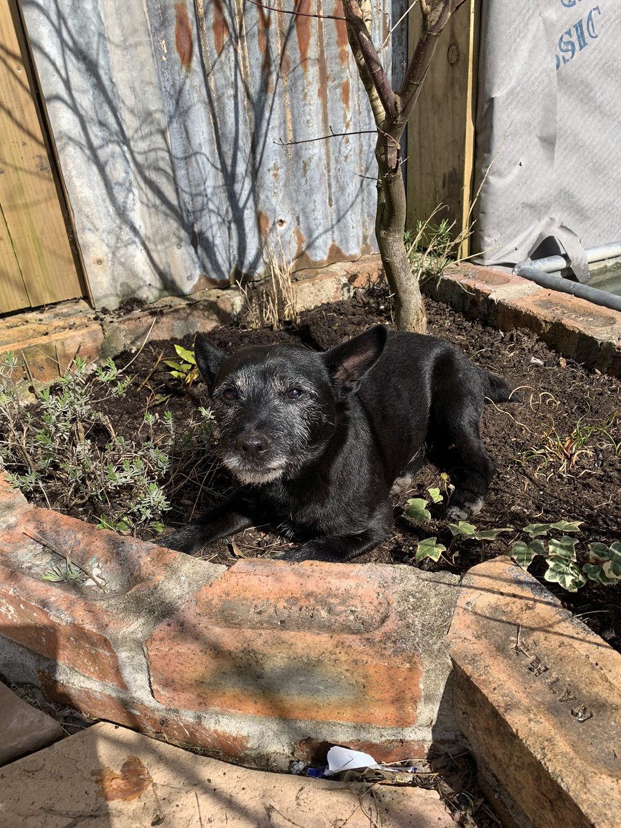 devilsrl's tweet image. So bored my dog just turned into a plant 🌱 #Covid_19