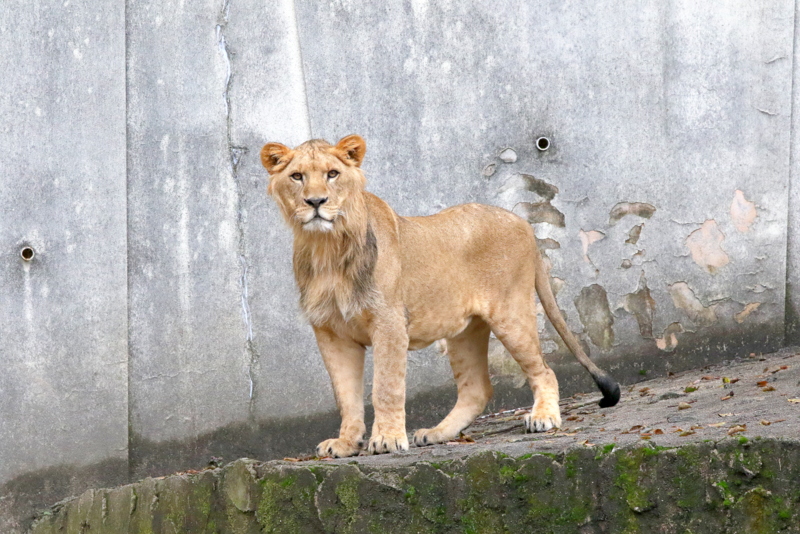 ライオンの子供