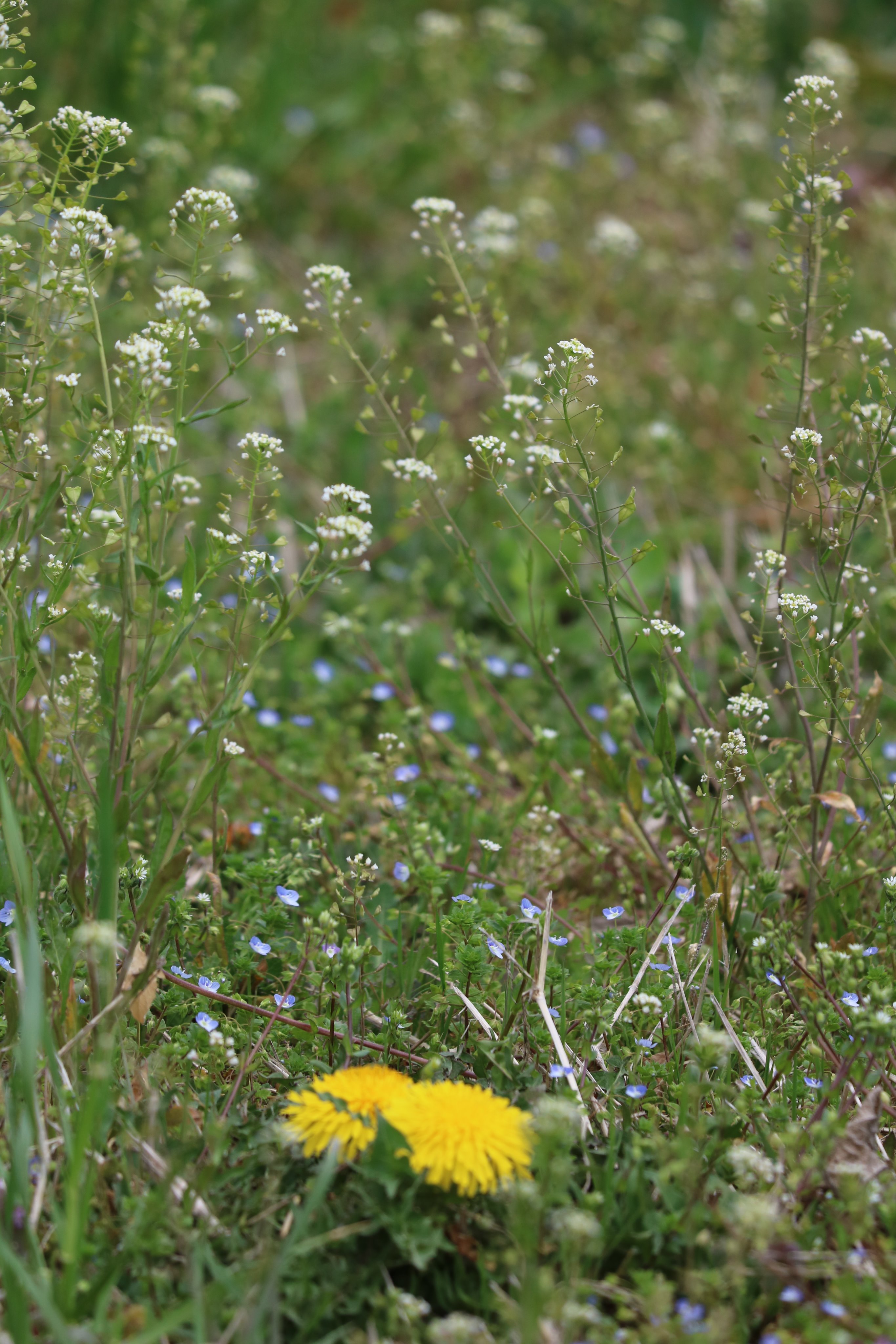 ナズナの花 Twitter Search Twitter