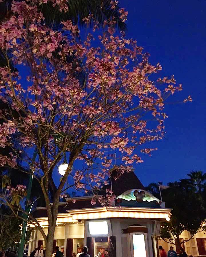 USAObsession's tweet photo. When you were really looking forward to another Disneyland Spring time 🌸
#disneyland  #springtime #disneygeek #virtualtravel  #visittheoc #visitcalifornia  #wanderlust #travelblogger #americathebeautiful #visittheusa 
@disneyland 
@visittheoc 
@visitcalifornia 
@visittheusa https://t.co/nSW4B5rIEo