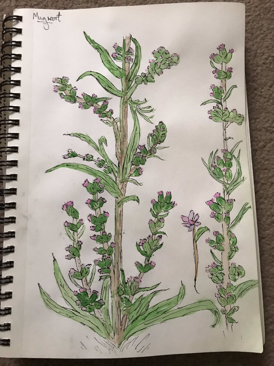 Dannihoo's tweet photo. Joined a fascinating herb class with @hackneyherbal from my sofa. Ready to get growing. I also drew a mugwort. #herbs #herbclass #sketching #sunday #StayAtHomeAndStaySafe https://t.co/cW3amCuV7R
