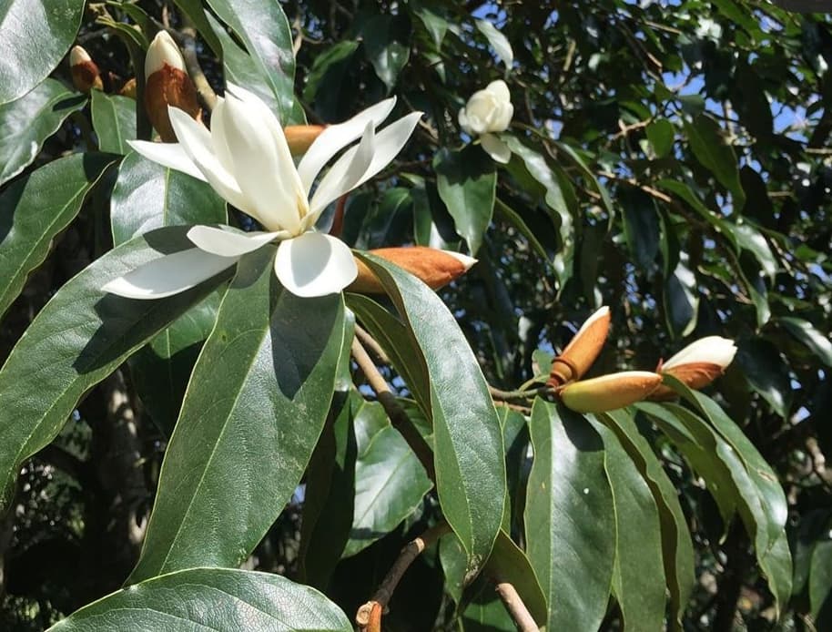 Magnolia diltsopa 
Native of W. China, Tibet, and E. Himalaya. Introduced from W. China by Forrest about 1918, first flowered in this country at Caerhays Castle in Cornwall in April 1933. 
Pic taken by Nicola Johnson and plant in Trebah gardens, Cornwall #magnolia #rcmgroup