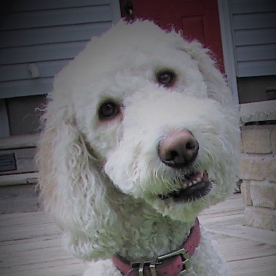 Nessa + Macie Doodle 🇨🇦 tweet media