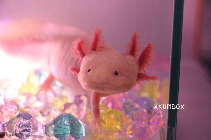 ウーパールーパーのtwitterイラスト検索結果 古い順