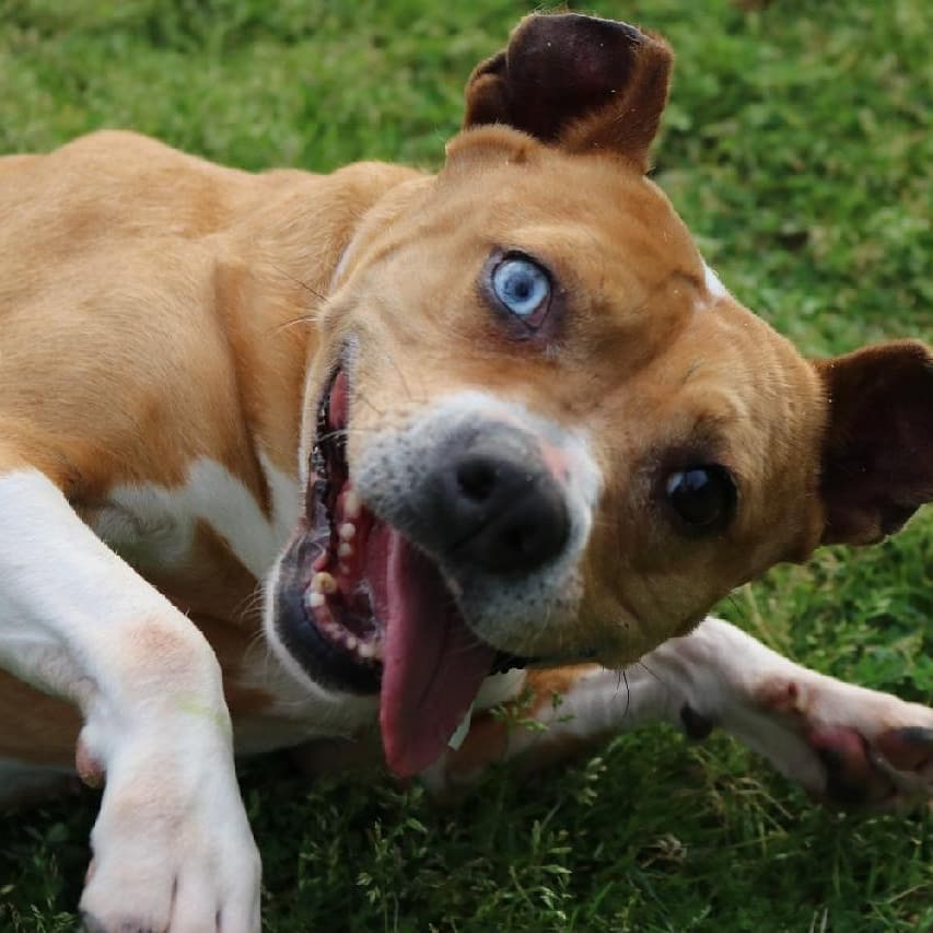 fosteringfoster's tweet photo. Adoptable dog! Loving, silly & just a big ol' lush Minnie is still looking for her forever family. Camden, SC, ~4y ~30 lb.
Minnie needs a home where she is the one and only dog. Fun, fun, fun dog! Loves all people!
#fosteringfoster #savinglivestogether #adoptables #RescueDogs https://t.co/wNmTlaTxnd