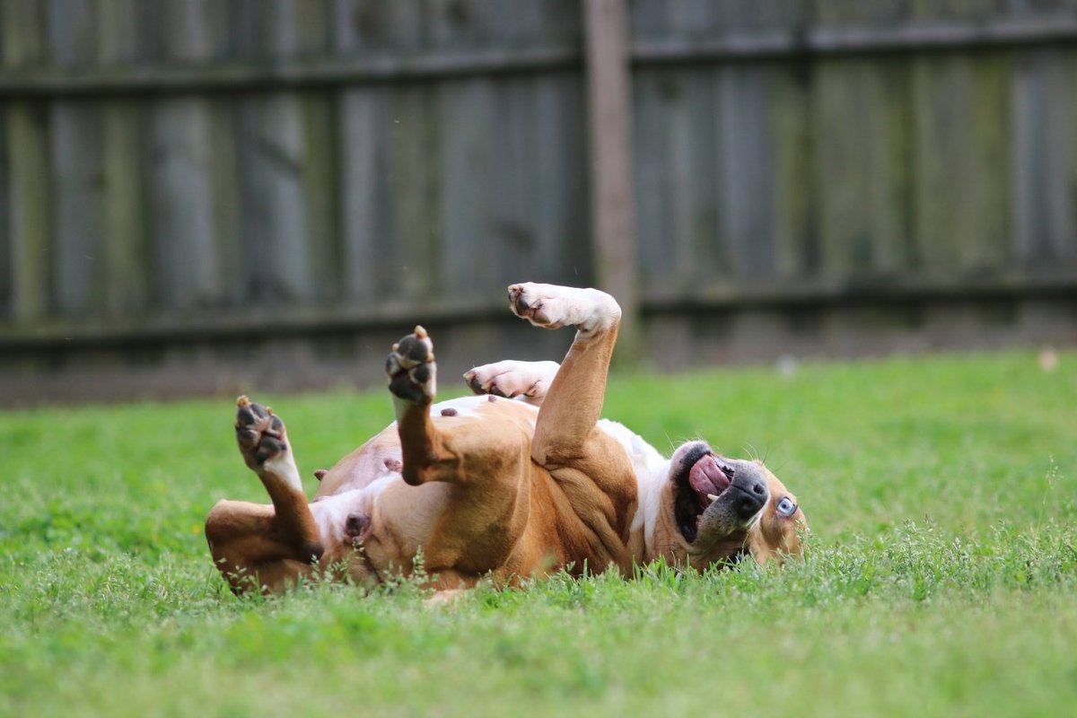 fosteringfoster's tweet photo. Adoptable dog! Loving, silly & just a big ol' lush Minnie is still looking for her forever family. Camden, SC, ~4y ~30 lb.
Minnie needs a home where she is the one and only dog. Fun, fun, fun dog! Loves all people!
#fosteringfoster #savinglivestogether #adoptables #RescueDogs https://t.co/wNmTlaTxnd