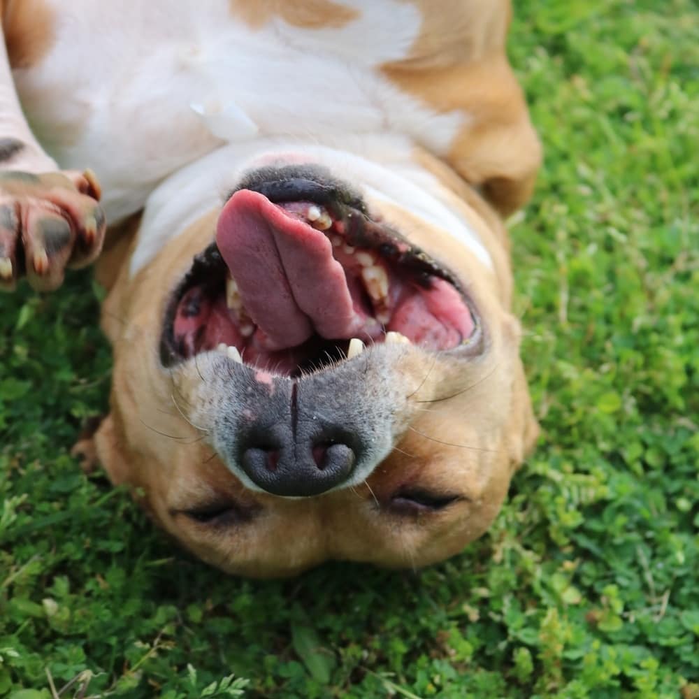 fosteringfoster's tweet photo. Adoptable dog! Loving, silly & just a big ol' lush Minnie is still looking for her forever family. Camden, SC, ~4y ~30 lb.
Minnie needs a home where she is the one and only dog. Fun, fun, fun dog! Loves all people!
#fosteringfoster #savinglivestogether #adoptables #RescueDogs https://t.co/wNmTlaTxnd