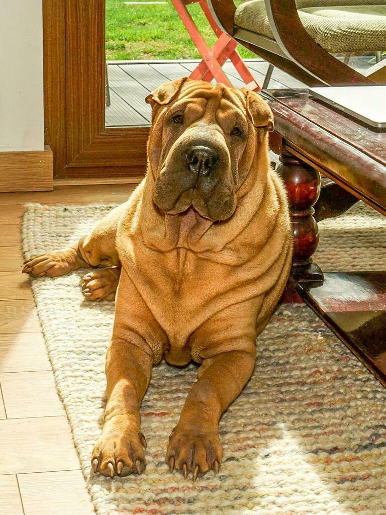 the wrinkly dog