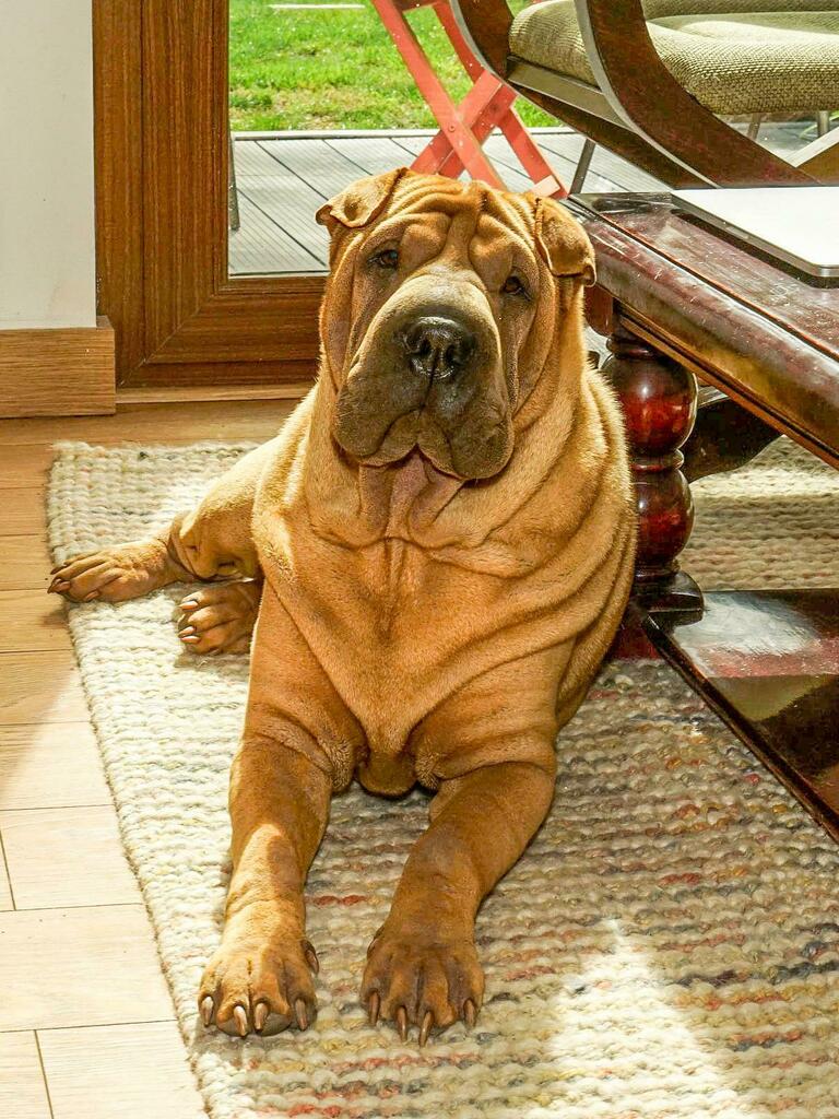 wrinkly dog