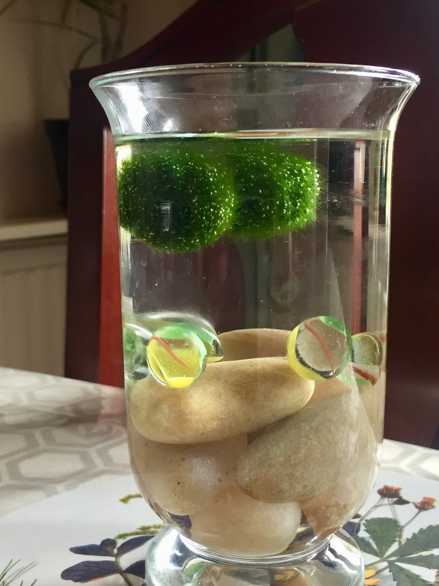 Science at home: Japanese Moss Balls floated after 90 minutes of sunlight ⁦<a href="/Dodka_/">Dodi</a>⁩ , ⁦<a href="/ant_dodd/">Antony Dodd</a>⁩