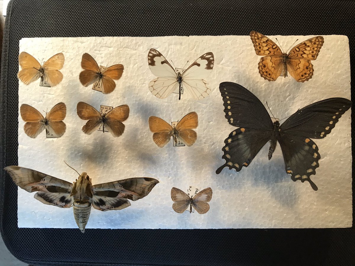 Social distancing gives me time to catch up on my insect collection.  Bugguide.net is my “Go To” for ID support and current taxonomy.  It keeps me up-to-date with changes by the “splitters and lumpers” and other revisionists.  (I still mourn the passing of “Isoptera”.)