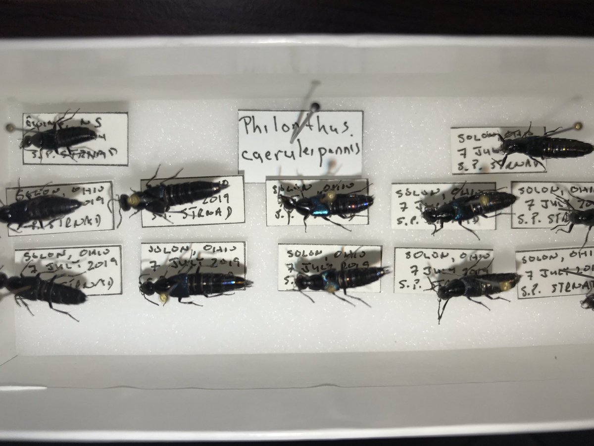 BugGuy5's tweet photo. Social distancing gives me time to catch up on my insect collection.  https://t.co/tsxFrGN6b8 is my “Go To” for ID support and current taxonomy.  It keeps me up-to-date with changes by the “splitters and lumpers” and other revisionists.  (I still mourn the passing of “Isoptera”.) https://t.co/uyd8OpTG2J