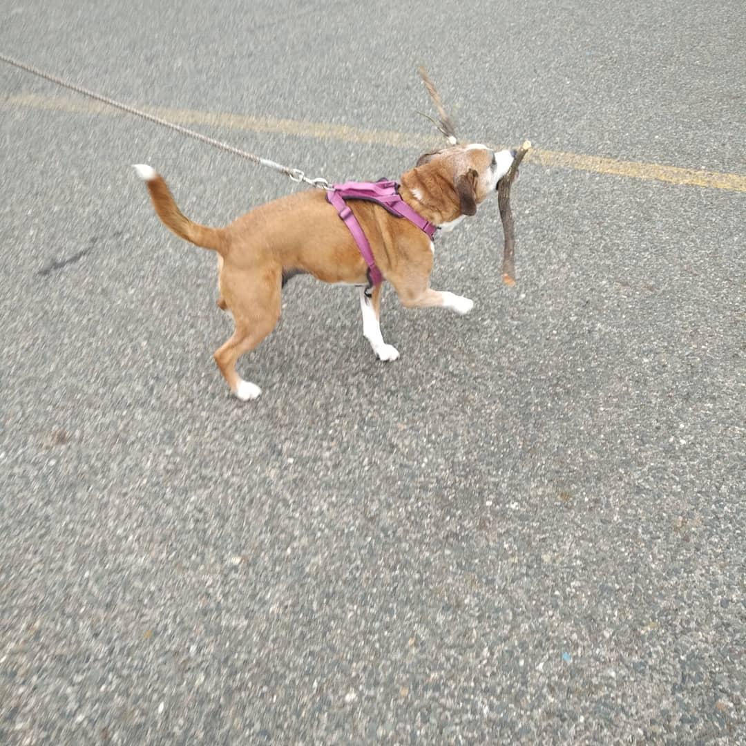 UniqueCaptured's tweet photo. I got my stick! #dogsoftwitter #dog . #HumanStrength #Resilience #Gettingthroughthis. https://t.co/r0k4cabeBs