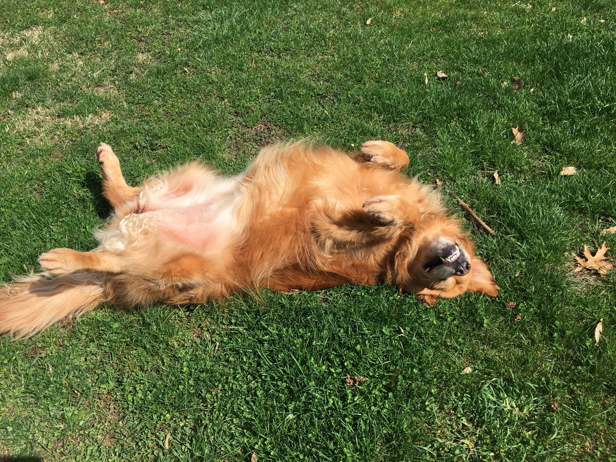 PamSmithDTN's tweet photo. Lucy 🐕marked as safely sunbathing. #dogdistancing https://t.co/OUkPvVHeGc