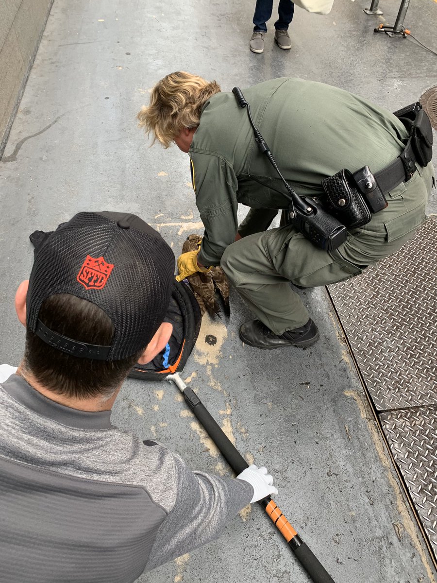SFFDPIO's tweet photo. Humanity is alive in many ways, as seen today when #SFFDM76 Dayon Wiltshire &amp;
Zach Beatty spotted a injured Hawk downtown. With the help of some bystanders, the team comforted the bird while awaiting @SFACC — The Hawk will be okay, thanks to all who came together to help. https://t.co/ciEtejSn8R
