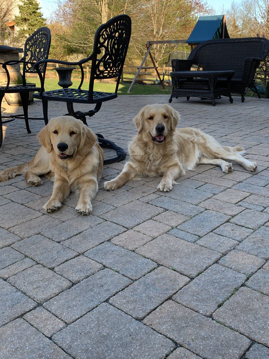 tmickg's tweet photo. @AmyFreeze7  Stella and Jackson #CeCeGoldens https://t.co/6lU1DqQu9e