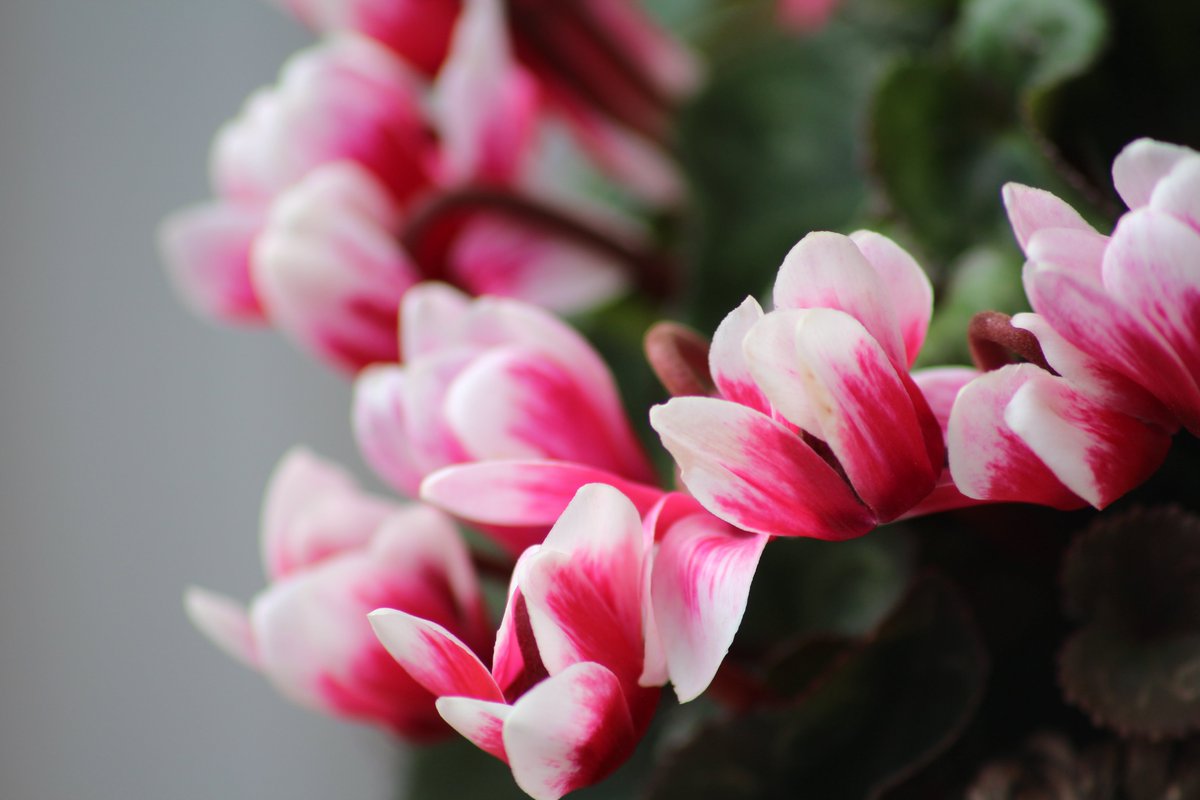 jechristensen56's tweet photo. Day ten of lockdown in Chesham; I spent this morning photographing beautiful flowers in my garden. Nature is awesome https://t.co/ynRIfPOZO6