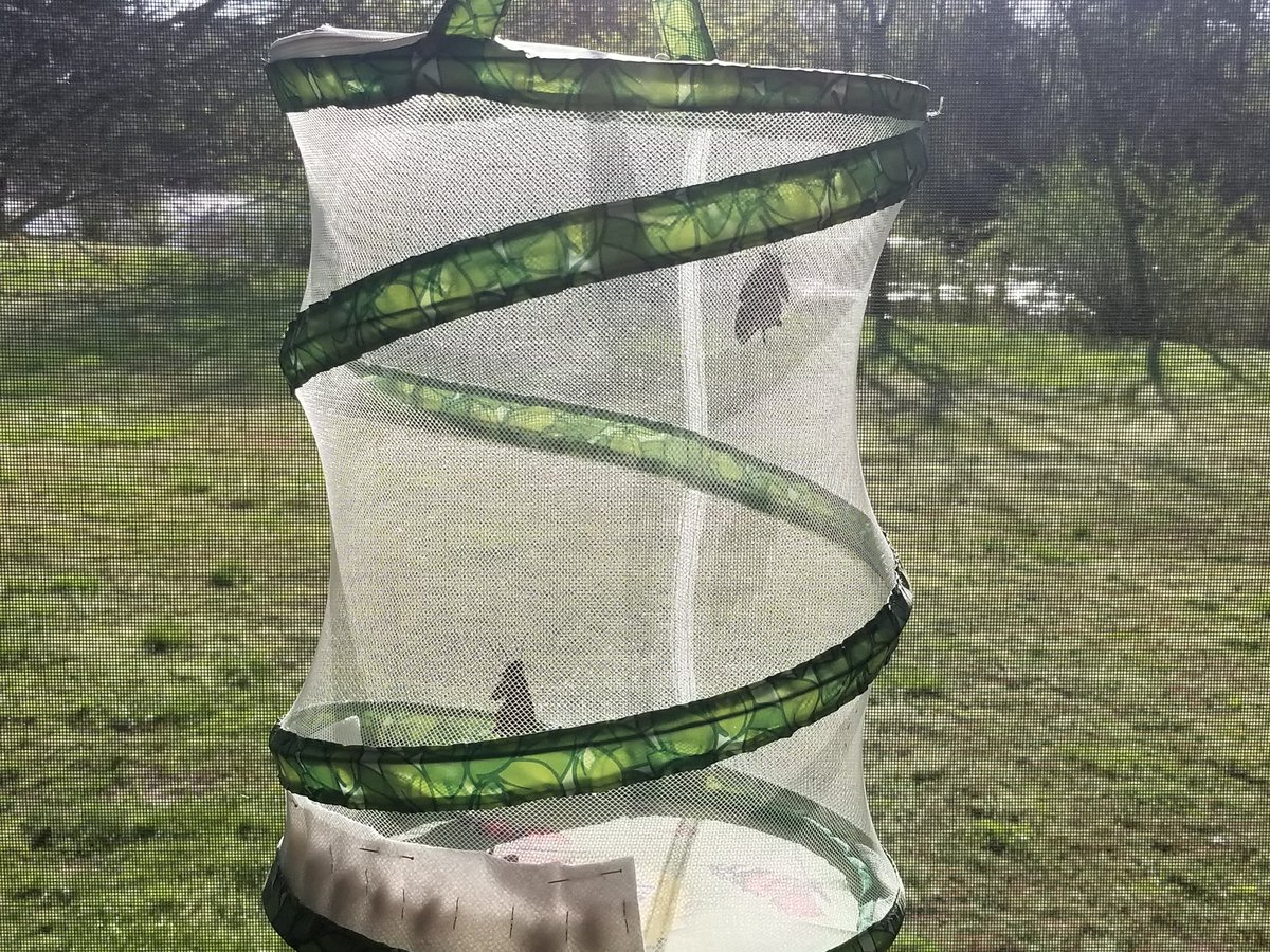 Brinkley Bees & Butterflies (@BrinkleyBees) / Posts / X