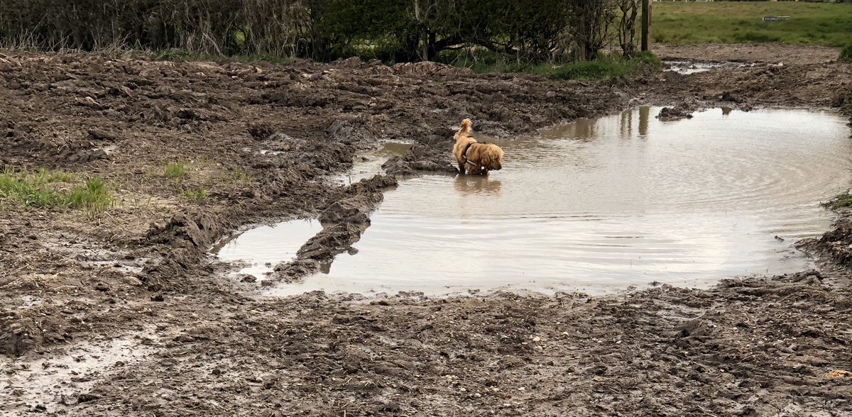 tonyw64's tweet photo. @PoliceNantwich To be fair he’s trained but decided it wasn’t worth the risk... took him to get muddy instead and a little more isolated 🙄 https://t.co/U5KH8224iU