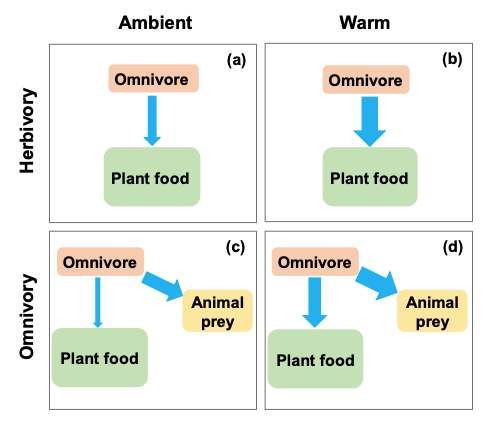 Oikos_Journal's tweet photo. Zhang et al: Ectothermic omnivores increase herbivory in response to rising temperature

https://t.co/fExRy892BR
@wileyecology @NordicOikos #climatechange #dietshift #trophicinteraction #openacess #snails #Lymnaea #foodselection https://t.co/yVRKvY5gmp
