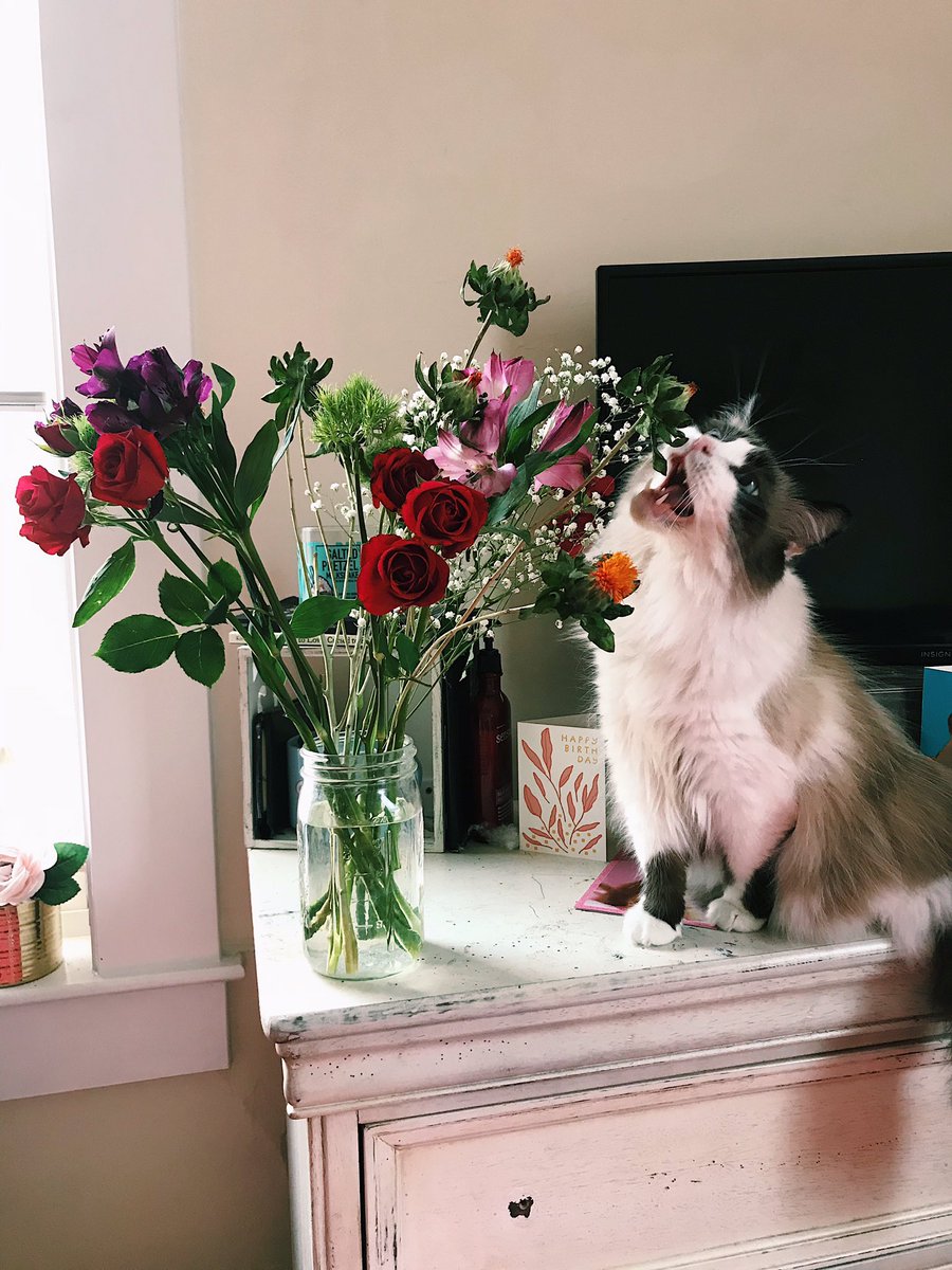 Hannah_Joycee's tweet photo. Please don’t eat the flowers https://t.co/jMA9LfBUSS