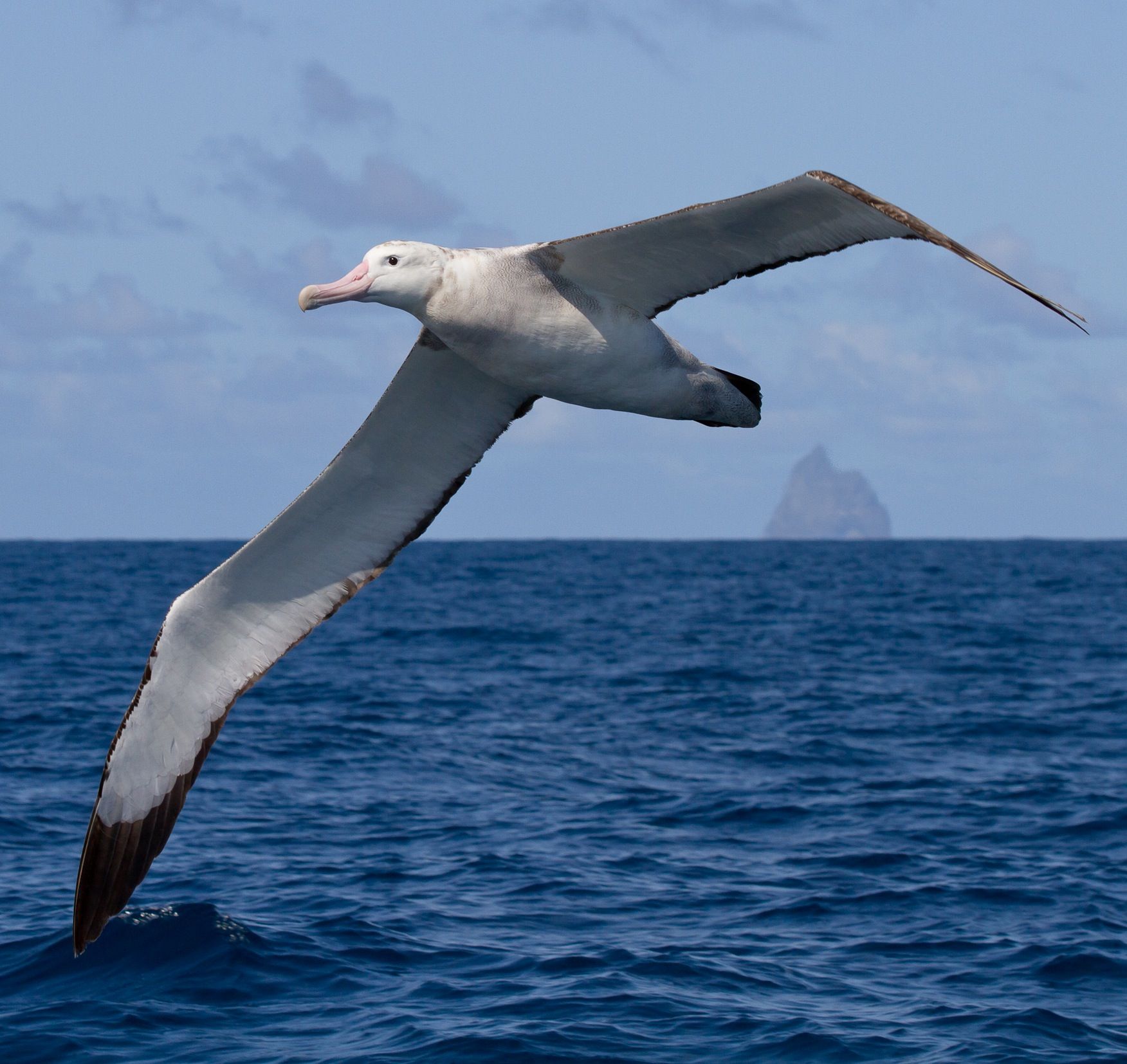 Морская птица 7. Странствующий Альбатрос размах крыльев. Странствующий Альбатрос в Антарктиде. Атлантический Альбатрос. Альбатрос размах крыльев 3 метра.
