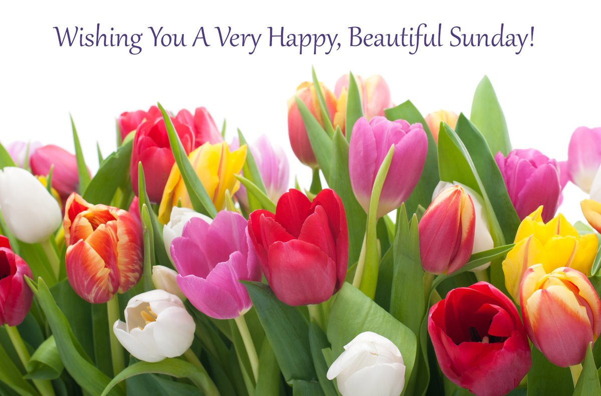 williamsflwrs's tweet photo. Wishing you a beautiful Happy Sunday.
#spreadingjoy #flowersmakeeverydaybeautiful #bewell #behappy #flowers #sunshine #happysunday #williamsflowers #familyflorist https://t.co/uWKUpsrpTm https://t.co/OX3rHQNfOU