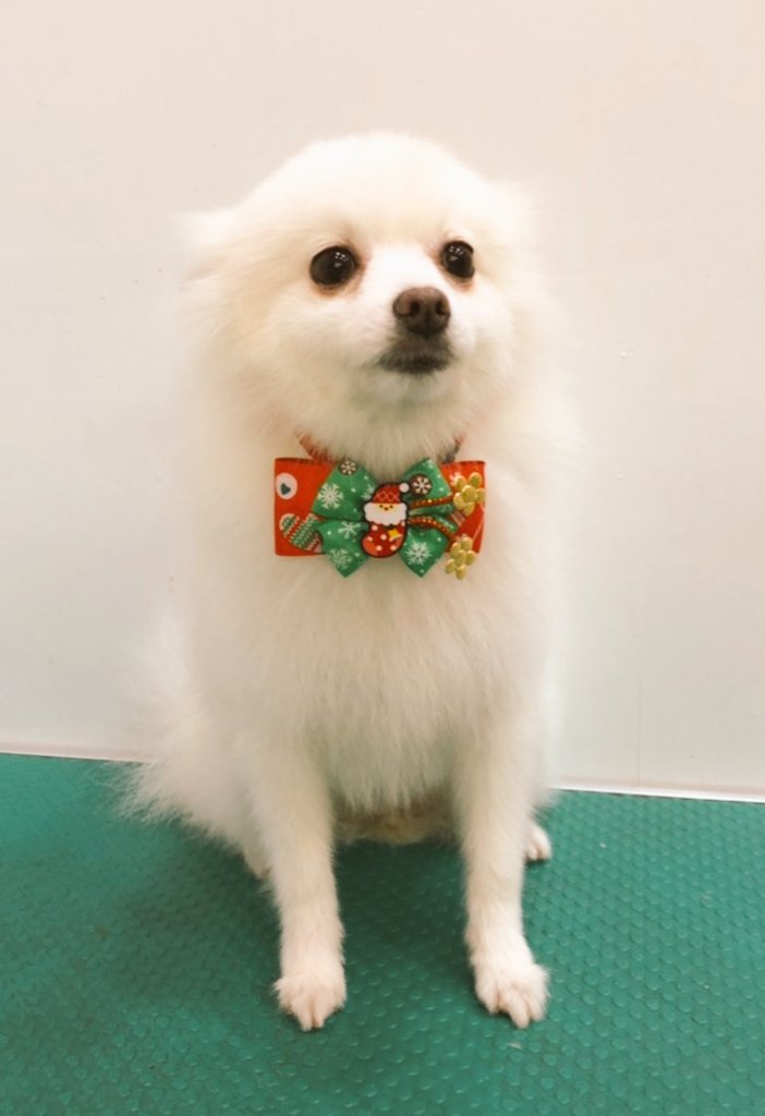 99fdjS's tweet photo. Chrismas pet Grooming products
cat dog elastic ring pet accessories
My store
https://t.co/vyUrWDH0v2
#Beaty #pets #Accessories
#dogs #cats #Petsaccessories
#ties #bows #dogties #dogbows
#catties #catbows https://t.co/lxrflHujHu
