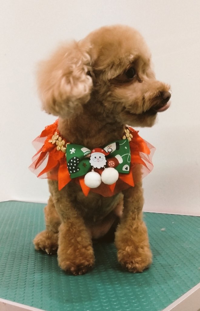 99fdjS's tweet photo. Chrismas pet Grooming products
cat dog elastic ring pet accessories
My store
https://t.co/vyUrWDH0v2
#Beaty #pets #Accessories
#dogs #cats #Petsaccessories
#ties #bows #dogties #dogbows
#catties #catbows https://t.co/lxrflHujHu