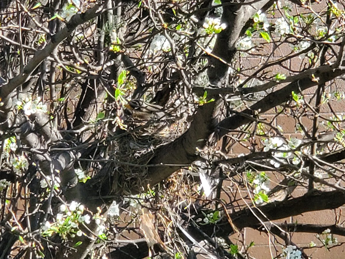 nfntlyCurious's tweet photo. Update on the #birdsnest: it has NOT been abandoned! Looks like a Robin I think? https://t.co/TKRrF49i7C