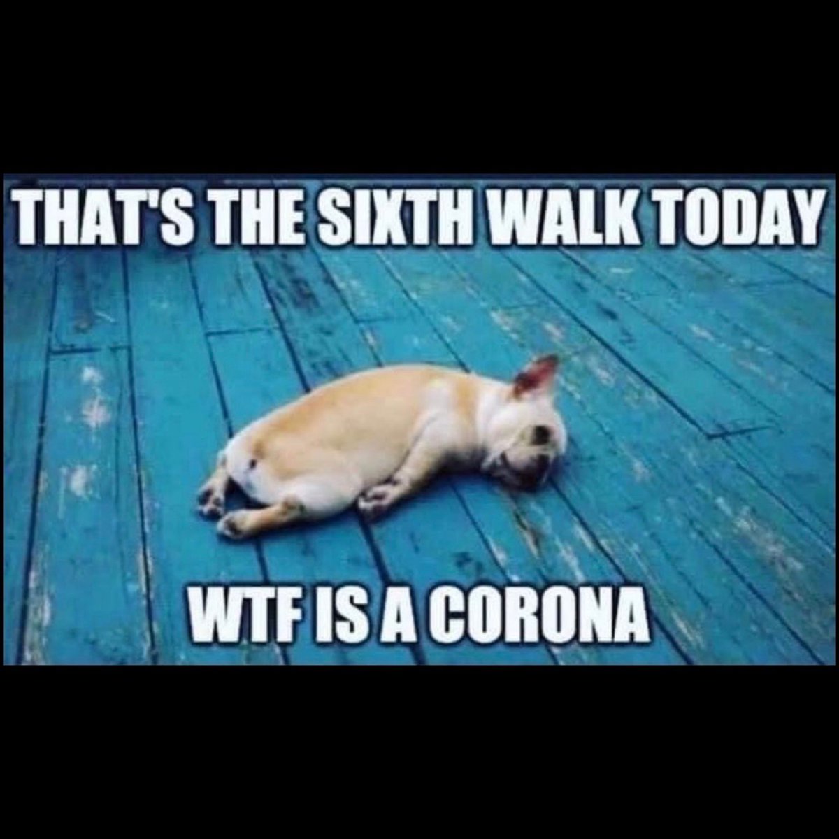 2Get2OtherSide's tweet photo. Poor dogs...don’t have a chance...
#dog #walk #dogwalk 
#COVID19 #coronavirus
#SocialDistancing #Quarantine 
😂😂😂😂
Like our page 2get2theOtherSide
Random #jokes and #funny posts! https://t.co/446zYDhHas
