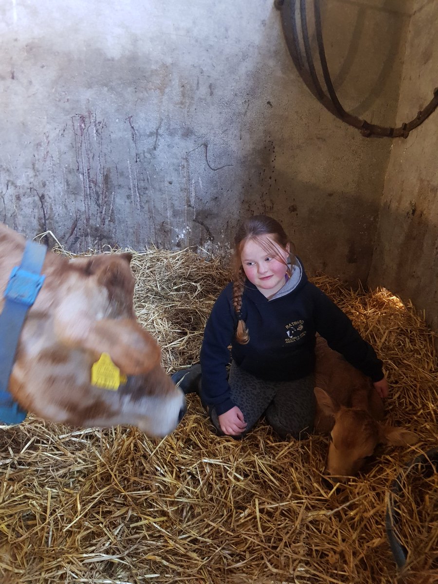 Georgie delighted that Jasmine had her baby 🥰 these two have been buddies since Jasmine was born 😍 #bestbuddies #calving2020 #friends #FutureofFarming #ProudToFarm #friendship