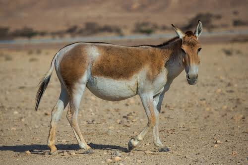 European Wild Ass