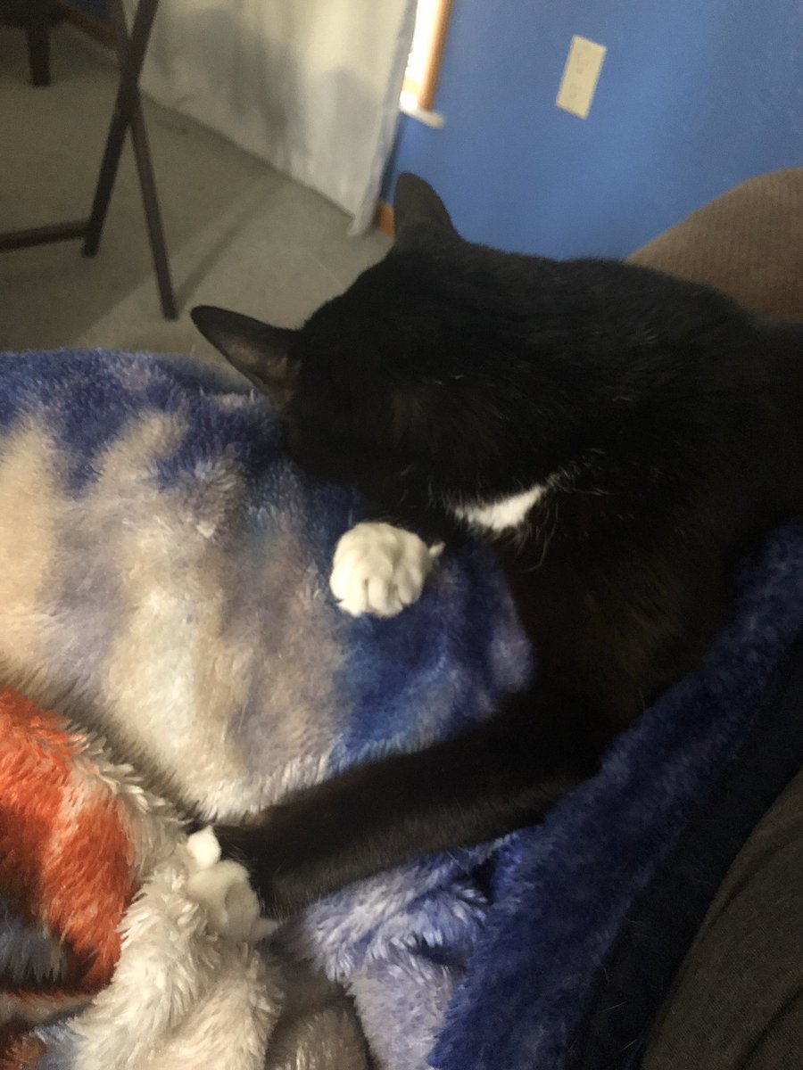 ZeekTheCat's tweet image. 