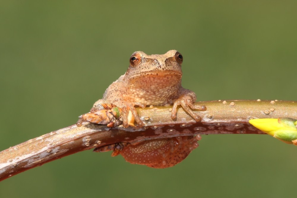 cafunger's tweet photo. The Tiny Frog World of the Northern Spring Peeper https://t.co/2zY7Av3rwi https://t.co/nzsQTsdT7n