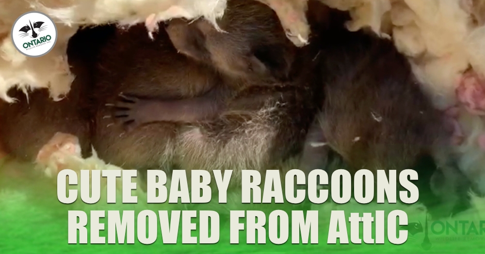 Ontario Wildlife Removal tweet media