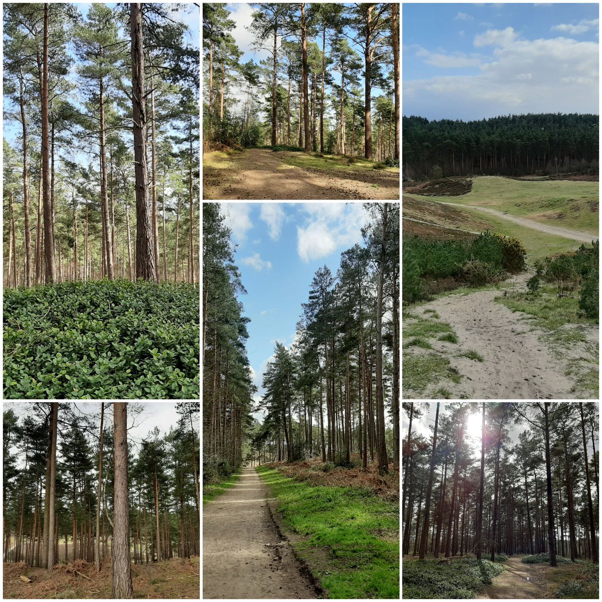 felicitysparks's tweet photo. Nostalgic walk around childhood haunt the #BourneWoods: echoes of hide and seek, lost brothers, sledging - and, of course, dog-walks aplenty! #lockdownthrowback #TREEiffic #WOODnotchangeit @vksparks https://t.co/Bc2APeQbYL