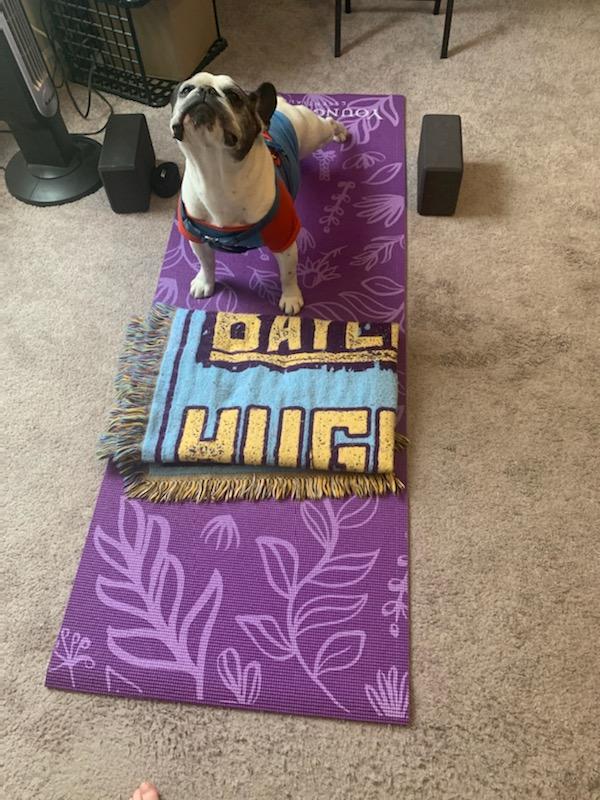 FrenchieSlider's tweet photo. Woof! Morning yoga! https://t.co/NTuOnXE9Bd